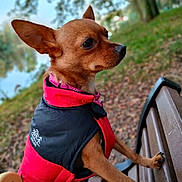 Fucsy a rejoint le concours — aidez-le/la à gagner de superbes lots ! animal, autumn, bench, canine, dog, ears, fur, jacket, leaves, nature, outdoor, park, paws, pet, portrait, red_jacket, side_view, small_dog, tree, water