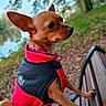 animal, autumn, bench, canine, dog, ears, fur, jacket, leaves, nature, outdoor, park, paws, pet, portrait, red_jacket, side_view, small_dog, tree, water