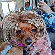Fucsy participe au concours pour gagner de l'argent avec cette photo : dog, wig, brown_dog, pet, indoors, blanket, people, glass, drink, furniture, living_room, closeup, cute, animal, portrait, relaxing, cozy, casual, hair, funny