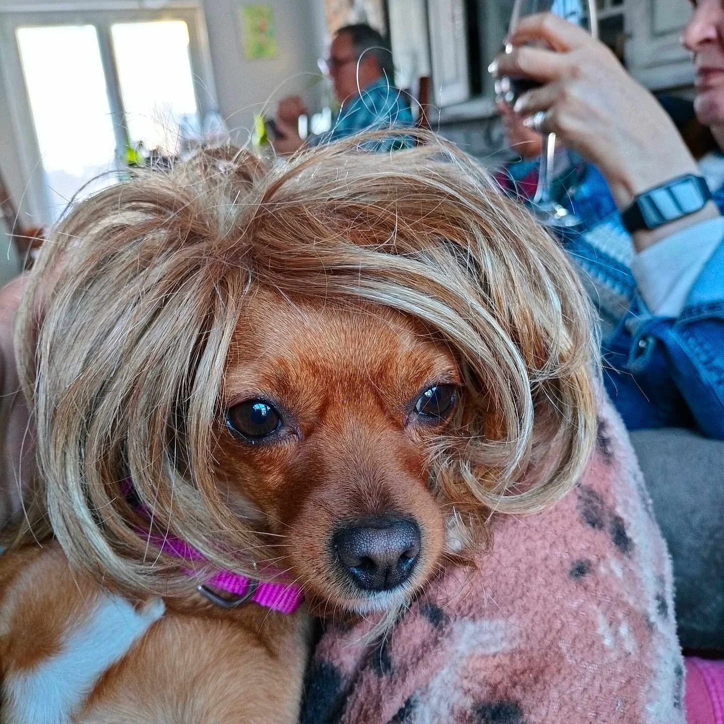 Fucsy participe au concours pour gagner de l'argent avec cette photo : animal, blanket, brown_dog, casual, closeup, cozy, cute, dog, drink, funny, furniture, glass, hair, indoors, living_room, people, pet, portrait, relaxing, wig