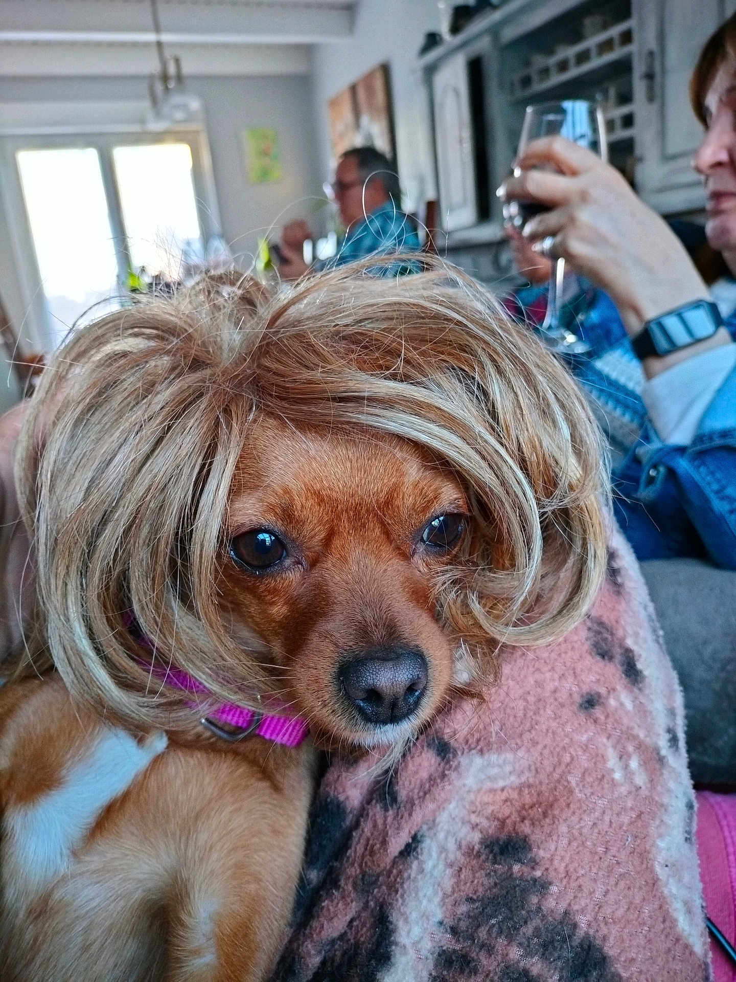 Fucsy participe au concours pour gagner de l'argent avec cette photo : dog, wig, brown_dog, pet, indoors, blanket, people, glass, drink, furniture, living_room, closeup, cute, animal, portrait, relaxing, cozy, casual, hair, funny