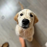Cyna a rejoint le concours — aidez-le/la à gagner de superbes lots ! dog, puppy, golden_retriever, close_up, nose, floor, wooden_floor, pet, animal, cute, looking_up, blurred_background, indoor, foot, barefoot, shoe, domestic_animal, canine, young_animal, companion
