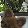 dog, small_dog, ears, close_up, furry, indoor, plant, leafy_plant, pot, greenery, table, curious, pet, animal, canine, cute, blurry, background, houseplant, domestic