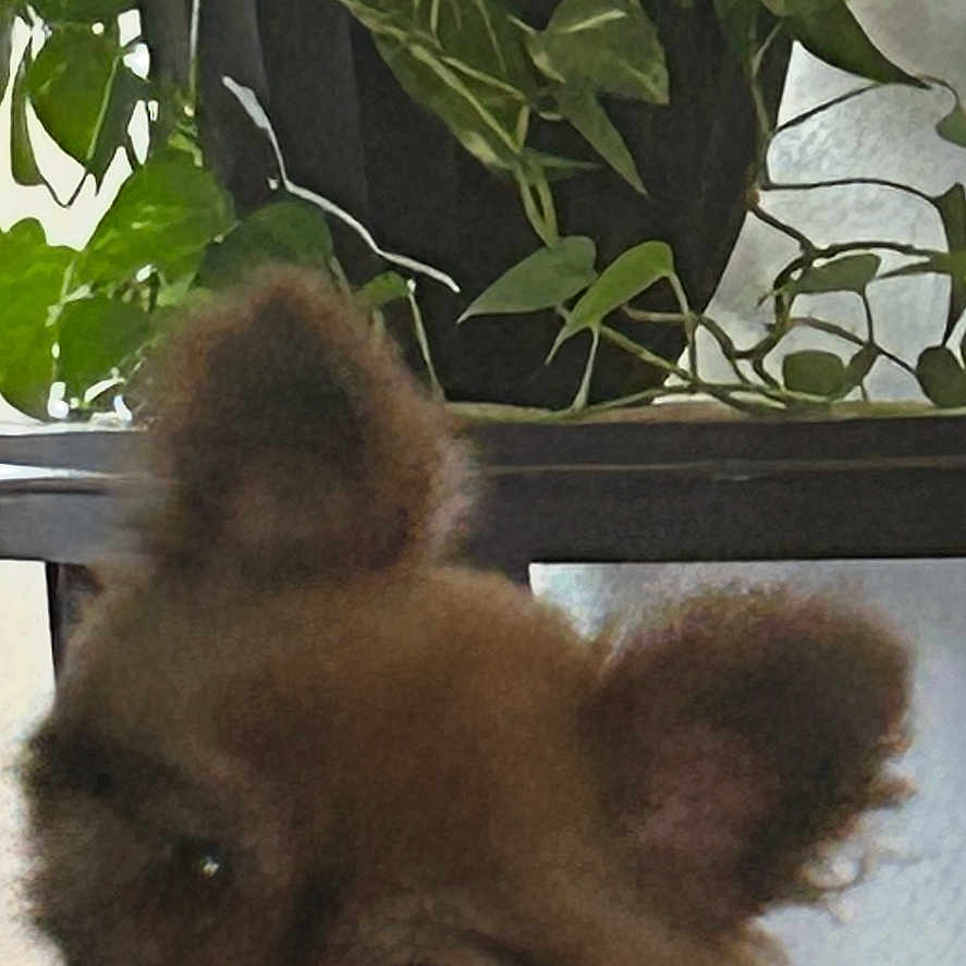 Chloe joined the competition — help win amazing prizes! animal, background, blurry, canine, close_up, curious, cute, dog, domestic, ears, furry, greenery, houseplant, indoor, leafy_plant, pet, plant, pot, small_dog, table