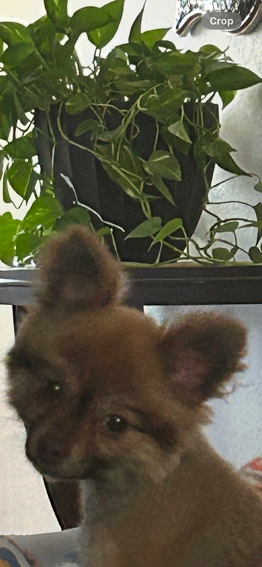 Chloe