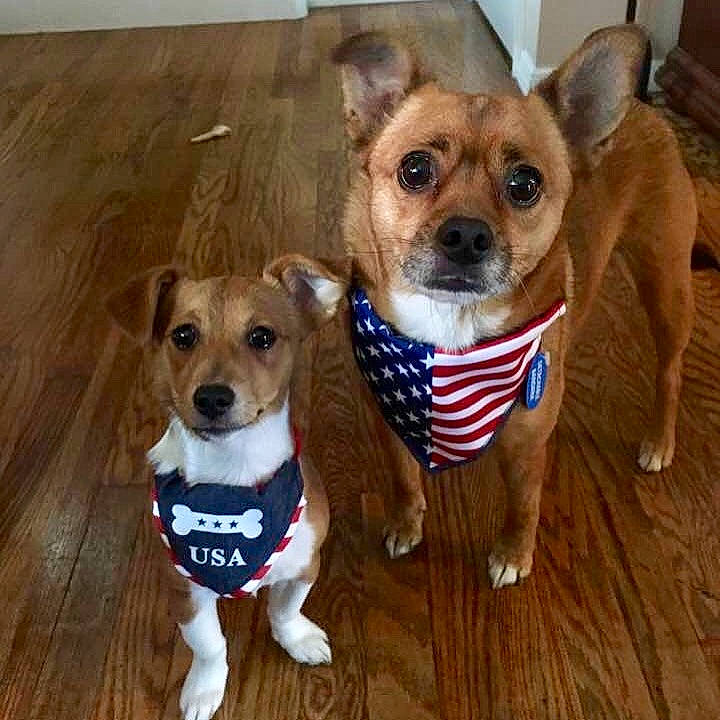 Harleigh is registered to the contest to win money with this photo: ancient_dog_breeds, canidae, carnivore, chihuahua, companion_dog, corgi_chihuahua, dog, dog_breed, dog_clothes, fawn, feist, mammal, miniature_fox_terrier, puppy, puppy_love, rare_breed_dog, rat_terrier, snout, sporting_group, vertebrate