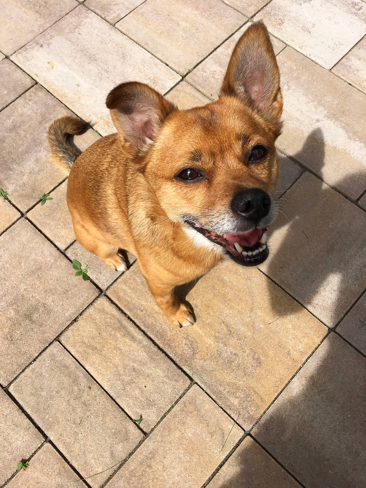 Harleigh joined the competition — help win amazing prizes! canidae, carnivore, companion_dog, dog, dog_breed, ear, fawn, mammal, puppy, rare_breed_dog, snout, street_dog, vertebrate, working_dog