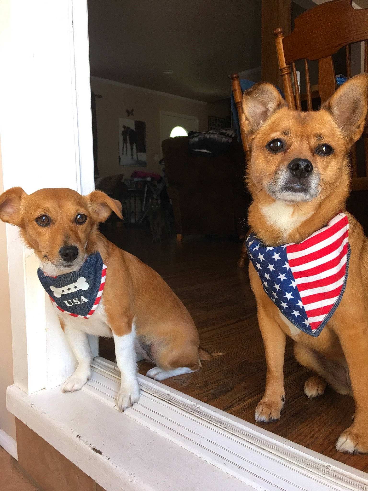 Harleigh is registered to the contest to win money with this photo: ancient_dog_breeds, canidae, carnivore, carolina_dog, chihuahua, companion_dog, corgi_chihuahua, dog, dog_breed, fawn, feist, mammal, pembroke_welsh_corgi, potcake_dog, puppy, rare_breed_dog, snout, toy_dog, vertebrate