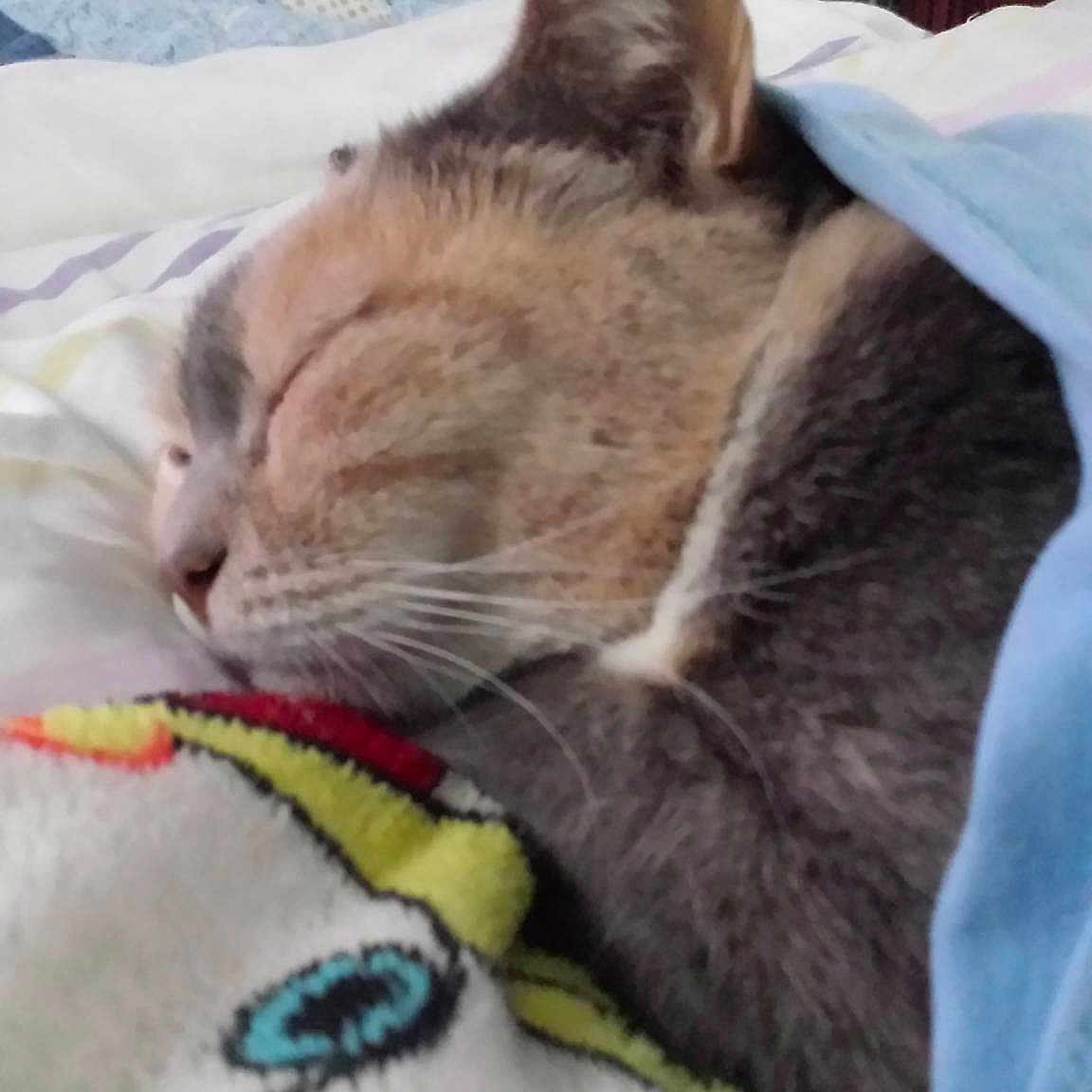 Chicken Little is registered to the contest to win money with this photo: