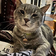 Murray is registered to the contest to win money with this photo: animal, cat, close_up, collar, domestic_cat, face, feline, fur, gray_tabby, home, indoor, paw, person, pet, plaid_blanket, relaxed, resting, tag, tshirt, whiskers
