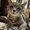 animal, cat, close_up, collar, domestic_cat, face, feline, fur, gray_tabby, home, indoor, paw, person, pet, plaid_blanket, relaxed, resting, tag, tshirt, whiskers