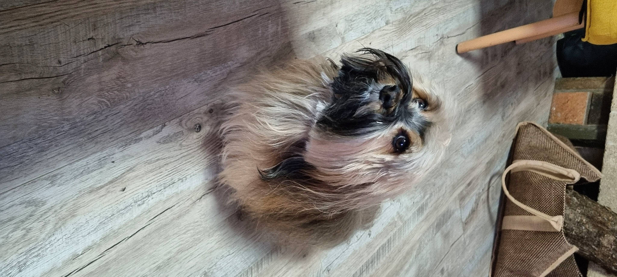 Oddy participe au concours pour gagner de l'argent avec cette photo : canidae, carnivore, companion_dog, dog, dog_breed, dog_supply, fawn, flooring, fur, hardwood, liver, plank, snout, sporting_group, terrestrial_animal, toy_dog, whiskers, wood, wood_stain, working_animal