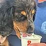 Smokey is registered to the contest to win money with this photo: puppy, dog, whipped_cream, paper_cup, person, hand, blue_shirt, close_up, licking, fur, tongue, pet, cute, animal, domestic_animal, treat, snack, outdoor, friendly, young_dog