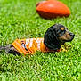 Smokey joined the competition — help win amazing prizes! puppy, dog, grass, outdoor, orange_shirt, football, pet, animal, cute, lying_down, playing, summer, greenery, blurred_background, young_dog, nature, adorable, canine, resting, sunny_day