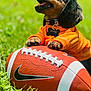 puppy, dog, football, nike, orange_sweater, grass, outdoor, sunlight, happy, cute, pet, playing, animal, tongue_out, paw, collar, tag, nature, smiling, closeup