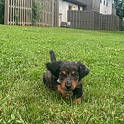 Smokey is registered to the contest to win money with this photo: puppy, dog, grass, outdoor, yard, fence, pet, animal, canine, small, cute, walking, nature, greenery, house, daylight, floppy_ears, young, curious, playful