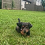 puppy, dog, grass, outdoor, yard, fence, pet, animal, canine, small, cute, walking, nature, greenery, house, daylight, floppy_ears, young, curious, playful