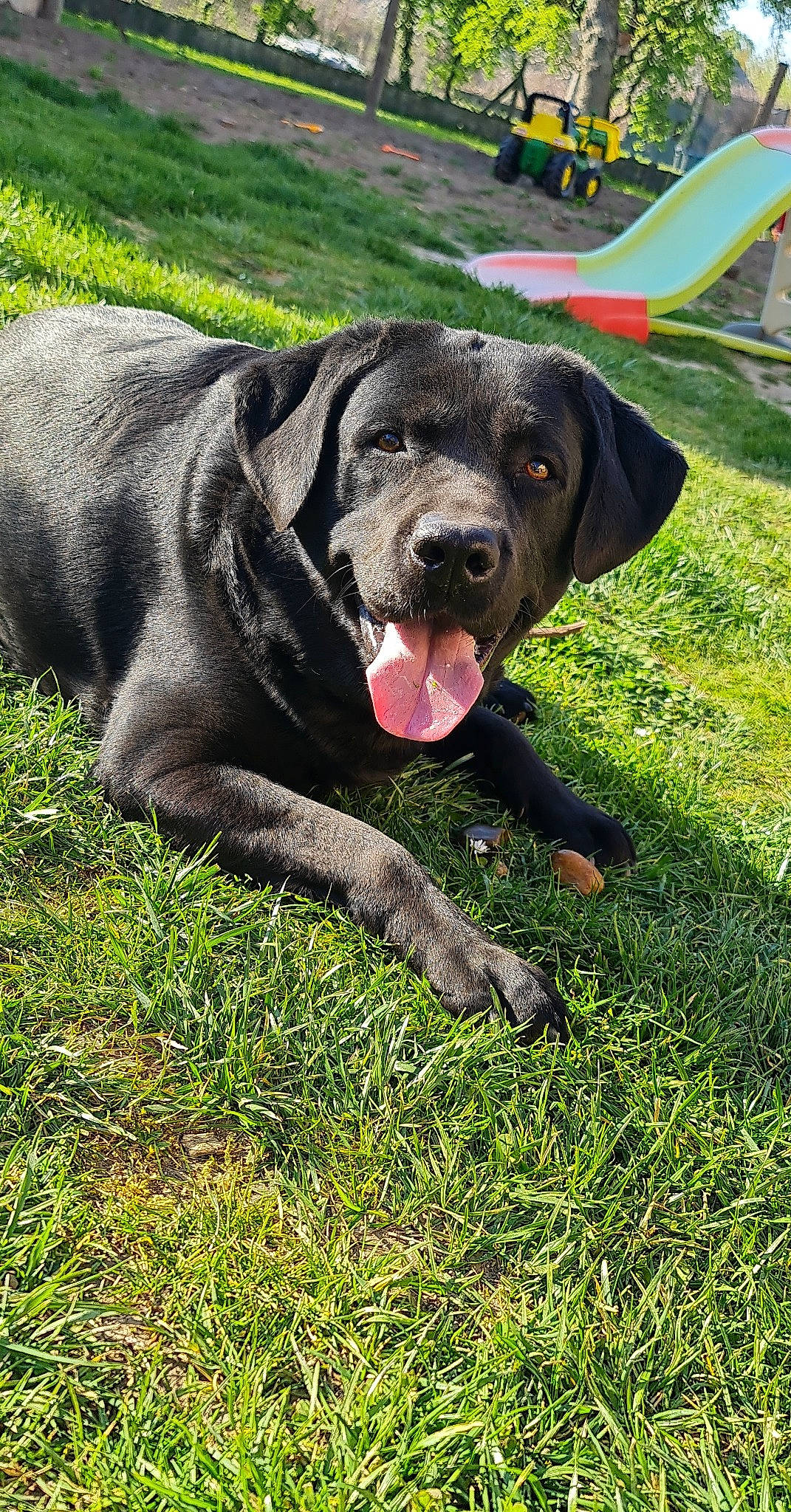 Lasko participe au concours pour gagner de l'argent avec cette photo : borador, canidae, carnivore, collar, companion_dog, dog, dog_breed, dog_collar, event, fawn, grass, grassland, guard_dog, gun_dog, plant, retriever, snout, sporting_group, tail, working_animal