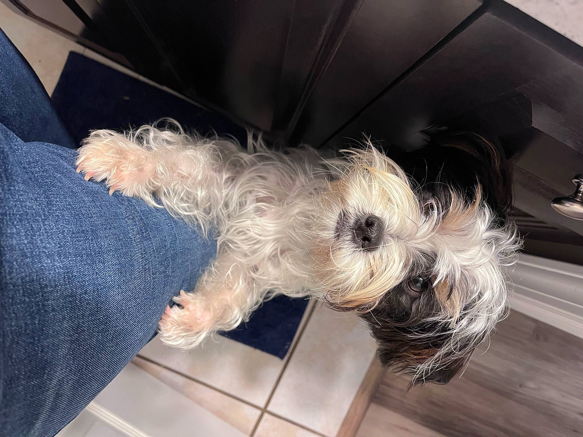 Bonnie joined the competition — help win amazing prizes! canidae, carnivore, collar, companion_dog, dog, dog_breed, dog_clothes, dog_collar, dog_supply, flooring, fur, hardwood, non_sporting_group, small_terrier, snout, sporting_group, tail, terrier, toy_dog, working_animal