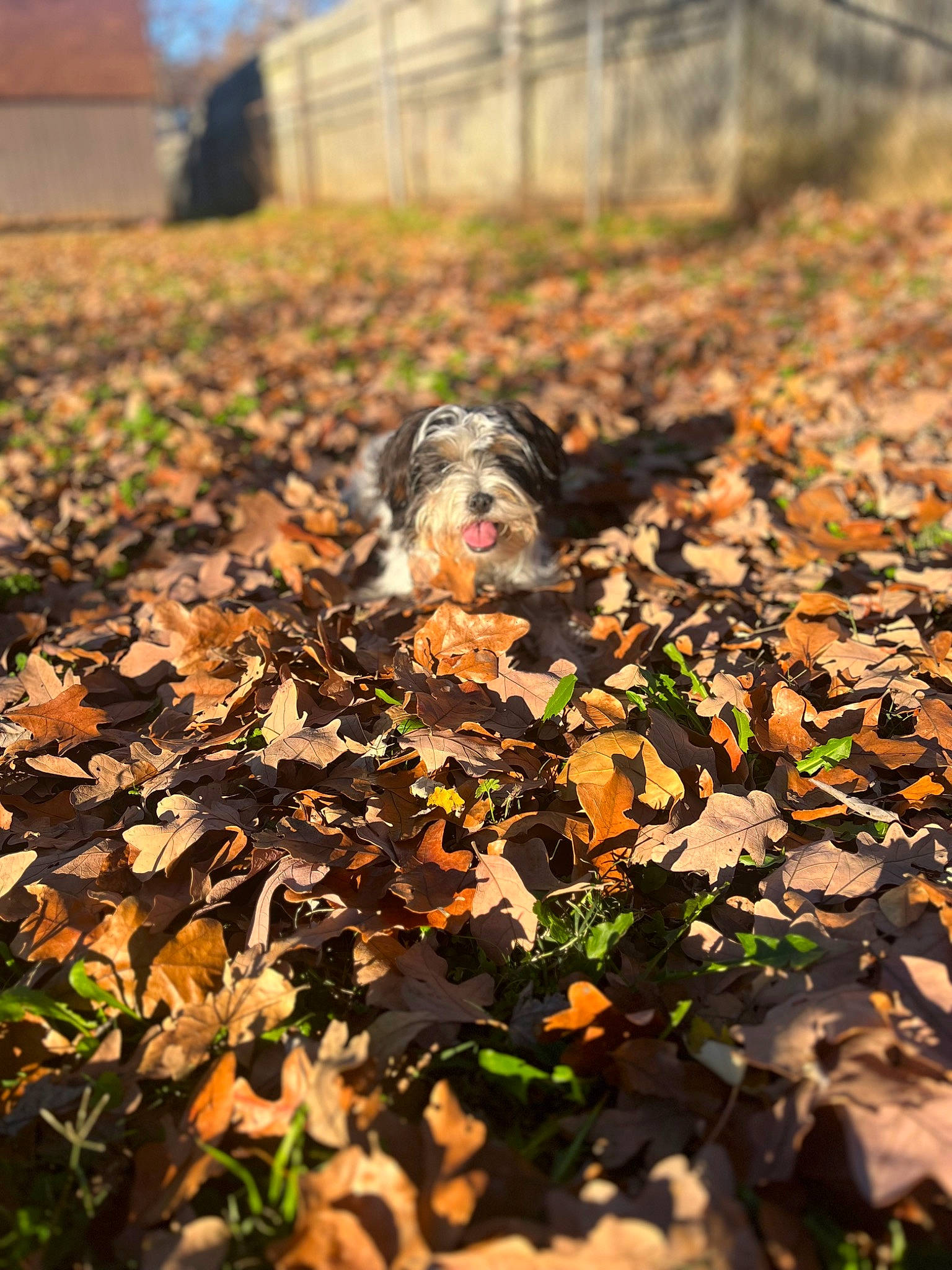 Bonnie joined the competition — help win amazing prizes! autumn, biome, city, deciduous, field, forest, grass, landscape, leaf, people_in_nature, plant, rock, shadow, sky, soil, sporting_group, tints_and_shades, tree, wildlife, wood