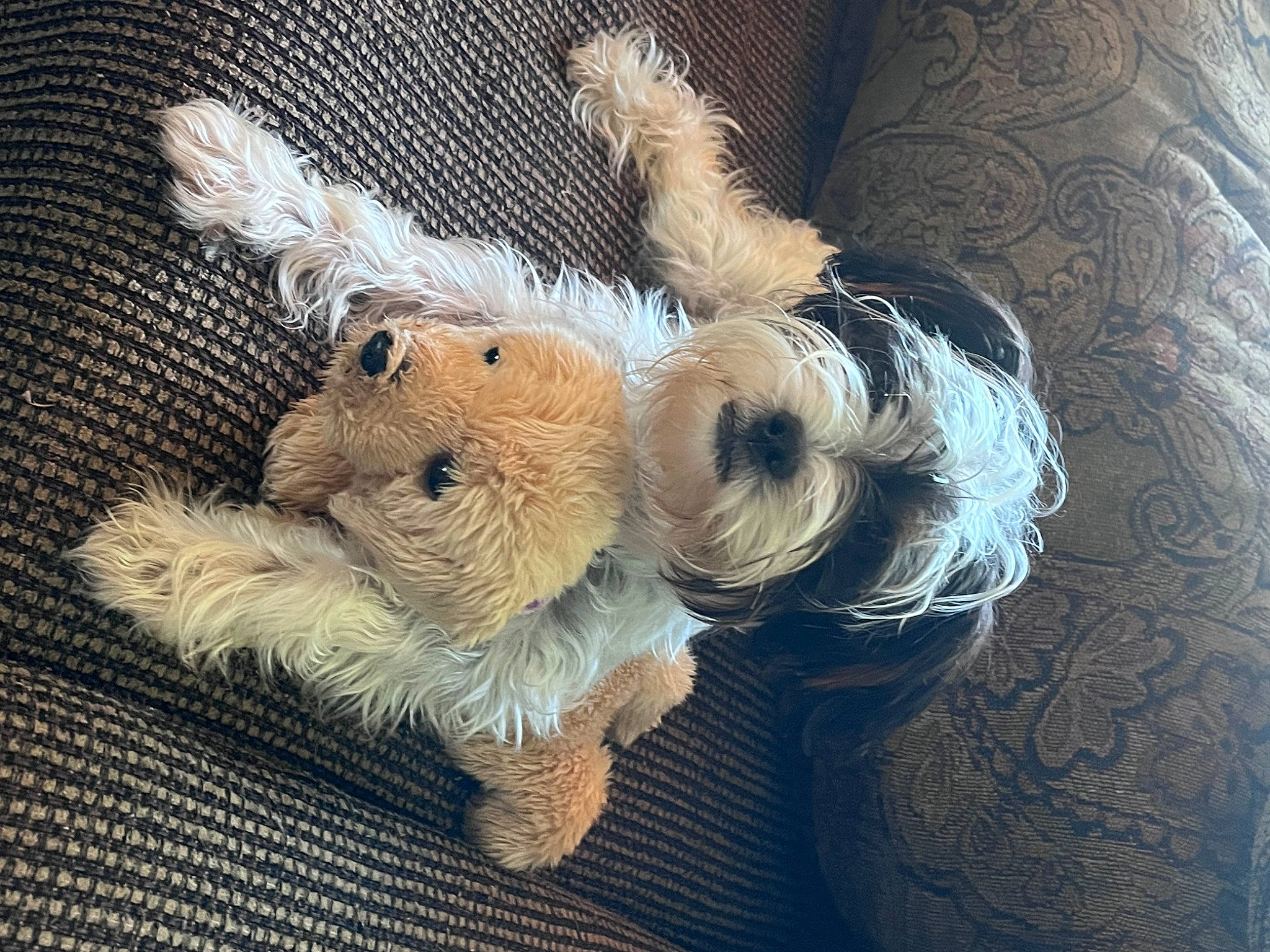 Bonnie joined the competition — help win amazing prizes! canidae, carnivore, companion_dog, dog, dog_breed, dog_clothes, fawn, fur, paw, plush, small_terrier, snout, sporting_group, stuffed_toy, tail, terrier, toy, toy_dog, wool, working_animal