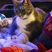 Peekaboo joined the competition — help win amazing prizes! animal, blanket, cat, couch, cozy, dim_lighting, ears, feline, fluffy, fur, indoor, orange, paws, pet, red, relaxed, resting, soft, toy, whiskers