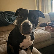 Lilly joined the competition — help win amazing prizes! dog, black_and_white, pet, indoor, couch, blanket, living_room, curious, seated, animal, canine, fur, ears, nose, whiskers, person_feet, home, soft_light, cozy, relaxed