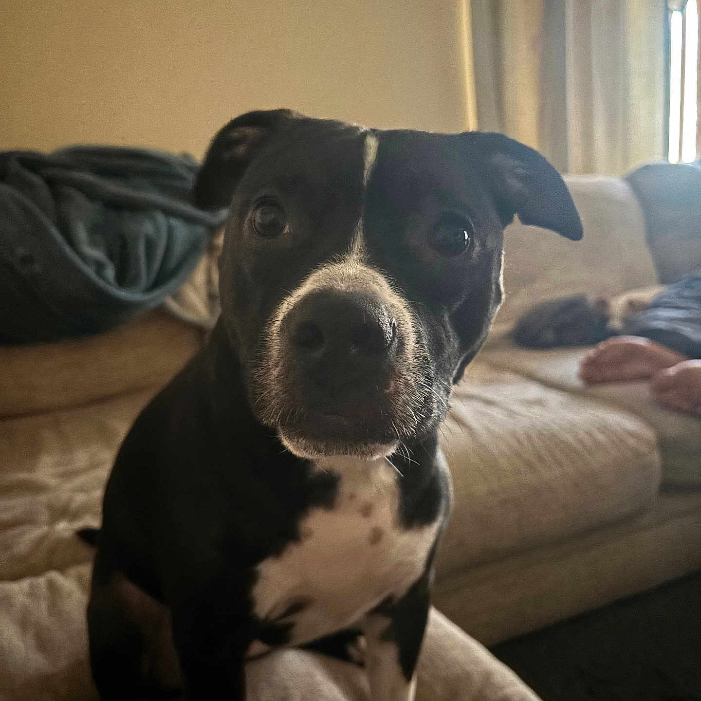 Lilly joined the competition — help win amazing prizes! dog, black_and_white, pet, indoor, couch, blanket, living_room, curious, seated, animal, canine, fur, ears, nose, whiskers, person_feet, home, soft_light, cozy, relaxed