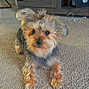 Oso joined the competition — help win amazing prizes! dog, small_dog, fluffy, carpet, indoor, pet, cute, fur, animal, brown, black, ears, eyes, legs, paw, face, companion, curious, lying, home