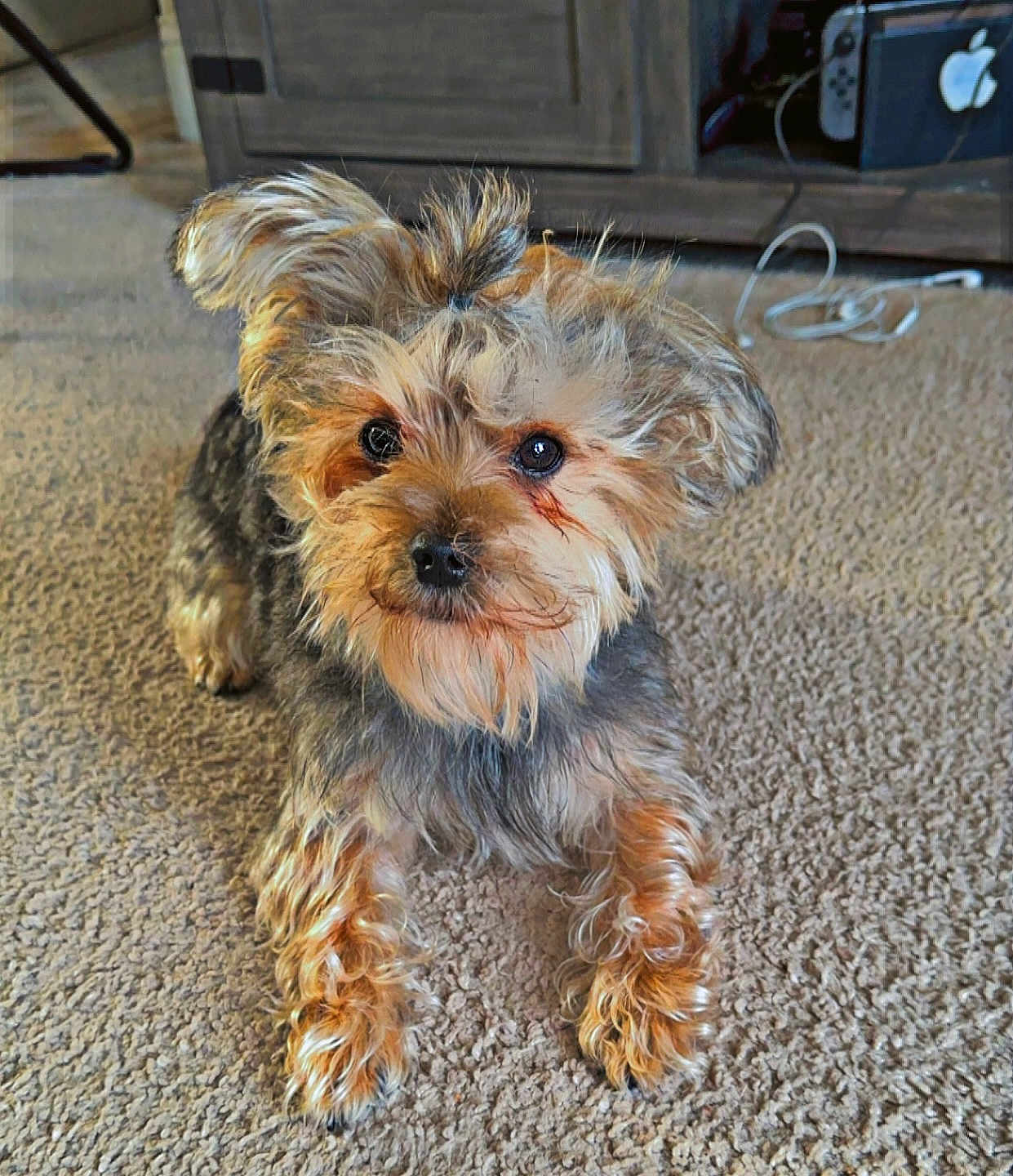 Oso joined the competition — help win amazing prizes! dog, small_dog, fluffy, carpet, indoor, pet, cute, fur, animal, brown, black, ears, eyes, legs, paw, face, companion, curious, lying, home