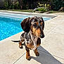 Ariette participe au concours pour gagner de l'argent avec cette photo : dachshund, dog, pet, poolside, sunlight, shadow, outdoor, garden, fence, tile_floor, summer, animal, canine, portrait, sitting, daylight, backyard, nature, cute, dappled