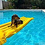 Ariette a rejoint le concours — aidez-le/la à gagner de superbes lots ! dog, dachshund, pool, inflatable_raft, yellow, water, outdoor, sunny, summer, pet, animal, blue_water, fence, greenery, tree, shadow, relaxing, daytime, canine, backyard