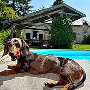 Ariette participe au concours pour gagner de l'argent avec cette photo : dog, dachshund, poolside, outdoor, sunny, tongue_out, relaxed, greenery, house, stone_building, chair, pet, animal, summer, shiny_coat, nature, blue_sky, shadow, playful, canine