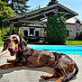 dog, dachshund, poolside, outdoor, sunny, tongue_out, relaxed, greenery, house, stone_building, chair, pet, animal, summer, shiny_coat, nature, blue_sky, shadow, playful, canine