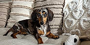Ariette a rejoint le concours — aidez-le/la à gagner de superbes lots ! dog, dachshund, merle_coat, pet, couch, pillows, plush_toy, indoor, beige, texture, small_dog, resting, curious, furniture, living_room, cozy, cute, animal, companion, home