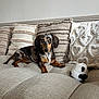 dog, dachshund, merle_coat, pet, couch, pillows, plush_toy, indoor, beige, texture, small_dog, resting, curious, furniture, living_room, cozy, cute, animal, companion, home