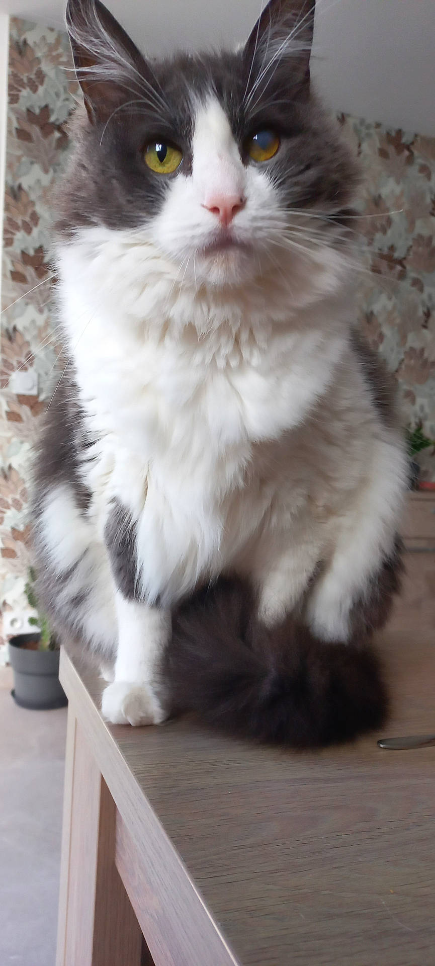 Oslo participe au concours pour gagner de l'argent avec cette photo : abyssinian, angora, animal, cat, furniture, hardwood, kitten, manx, pet, plywood, shelf, siamese, slate, table, wood