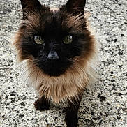 Pillow participe au concours pour gagner de l'argent avec cette photo : animal, cat, close_up, concrete, curious, dark_face, ears, feline, fluffy, fur, green_eyes, ground, looking_up, muzzle, outdoor, pet, portrait, small, texture, whiskers