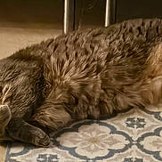 Inox participe au concours pour gagner de l'argent avec cette photo : animal, brown, cat, cozy, cute, domestic_animal, feline, floor, fur, indoor, lying_down, mammal, patterned_floor, pet, relaxed, resting, sleeping, tabby, tile, whiskers