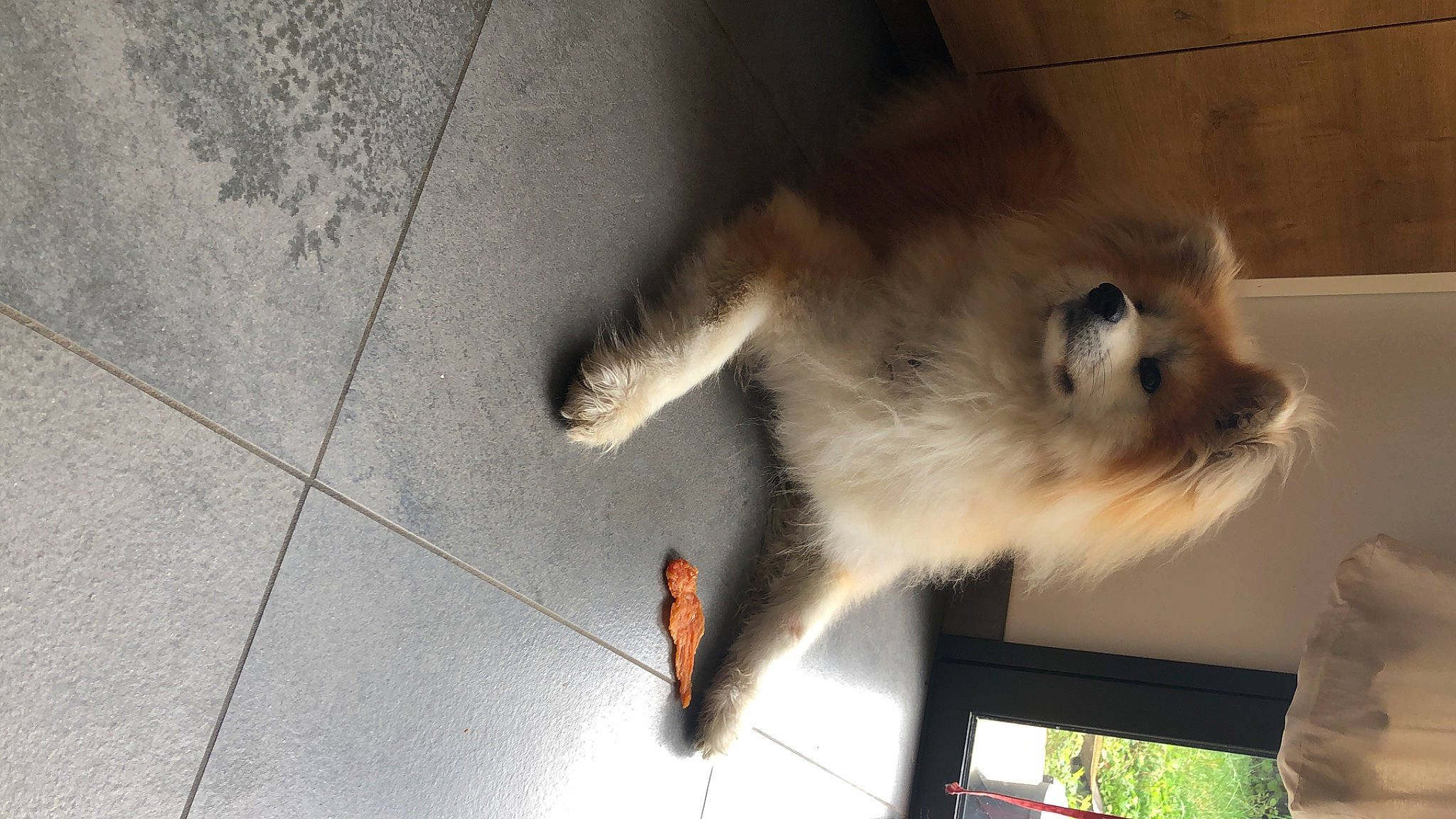 Rya a rejoint le concours — aidez-le/la à gagner de superbes lots ! balinese, birman, canidae, carnivore, cat, companion_dog, dog_breed, fawn, felidae, flooring, fur, paw, road_surface, siamese, small_to_medium_sized_cats, snout, spitz, tail, whiskers, window