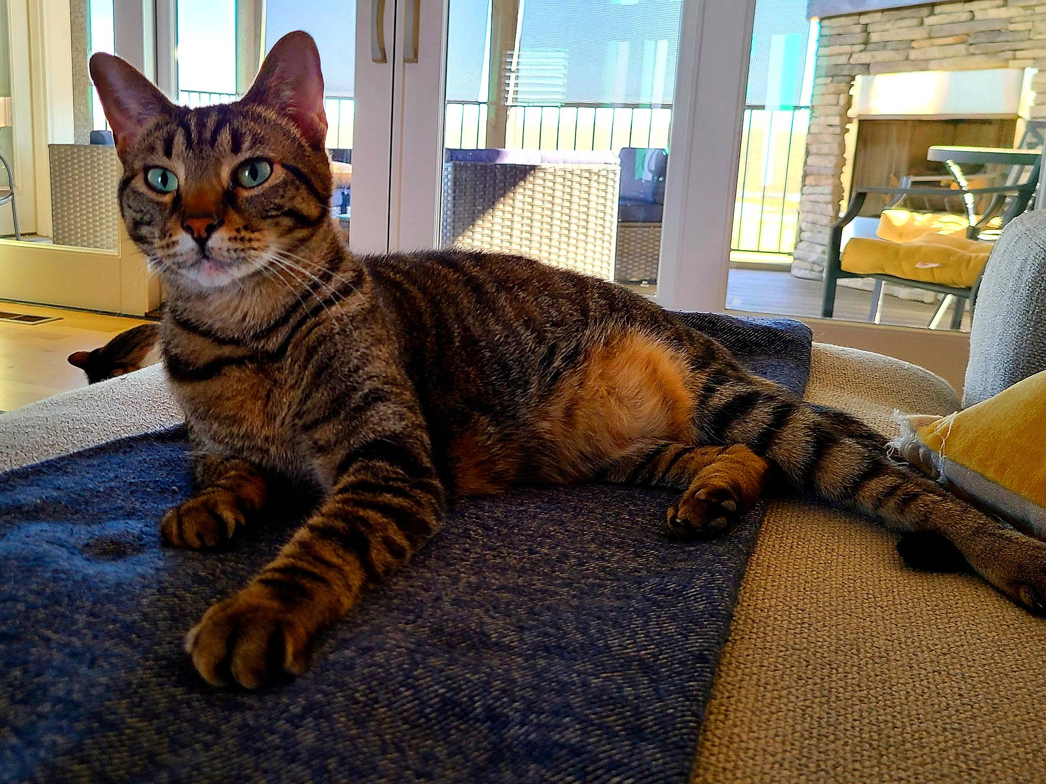 Thomas joined the competition — help win amazing prizes! carnivore, cat, claw, comfort, domestic_short_haired_cat, fawn, felidae, flooring, fur, paw, sitting, small_to_medium_sized_cats, snout, tail, terrestrial_animal, tree, whiskers, wildlife, window, wood