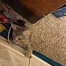 Heathcliff is registered to the contest to win money with this photo: cat, gray_cat, carpet, furniture, cord, paw, bed, indoor, playful, blurry, curious, pet, animal, floor, wood, cords, reaching, feline, claw, home