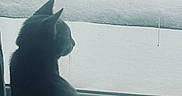 Heathcliff joined the competition — help win amazing prizes! cat, window, snow, indoor, pet, animal, silhouette, quiet, contemplative, winter, feline, looking_outside, home, daylight, nature_view, animal_profile, domestic_cat, curiosity, calm, still_life