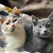 Velma is registered to the contest to win money with this photo: cat, calico_cat, gray_cat, pets, feline, animal, whiskers, ears, eyes, cute, domestic_cat, fur, resting, cozy, blanket, indoor, portrait, companion, snuggle, closeup