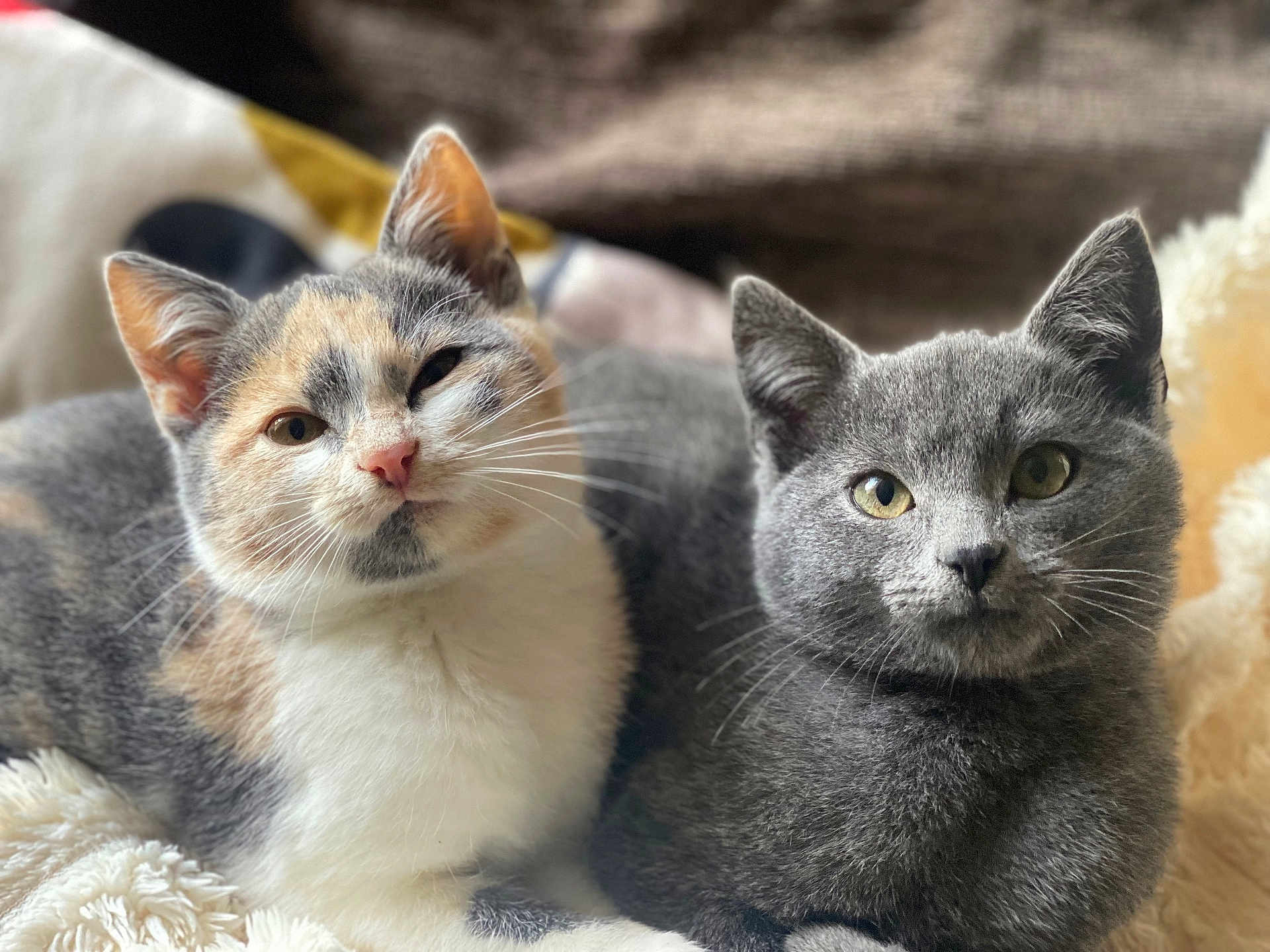 Velma is registered to the contest to win money with this photo: cat, calico_cat, gray_cat, pets, feline, animal, whiskers, ears, eyes, cute, domestic_cat, fur, resting, cozy, blanket, indoor, portrait, companion, snuggle, closeup