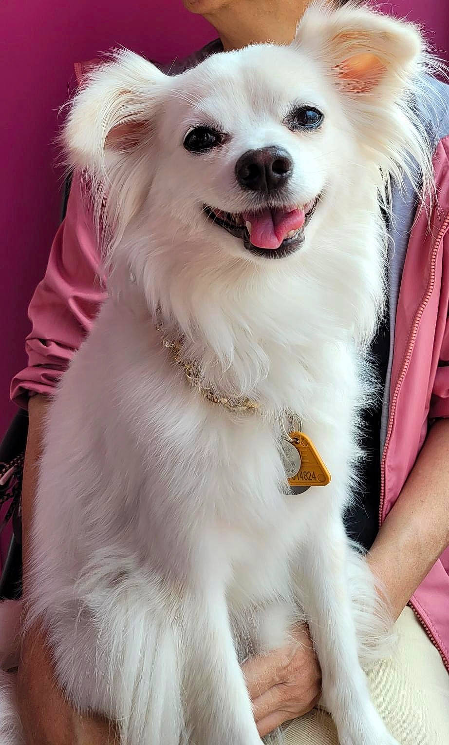 Snow a rejoint le concours — aidez-le/la à gagner de superbes lots ! carnivore, collar, companion_dog, dog, dog_breed, dog_collar, dog_supply, fang, fur, happy, magenta, non_sporting_group, pet_supply, pink, samoyed, smile, volpino_italiano, working_animal