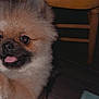Gracie Lynn is registered to the contest to win money with this photo: dog, pomeranian, fluffy, pet, animal, indoor, wooden_chair, floor, tongue_out, happy, cute, small_dog, fur, face, brown, black_nose, ears, sitting, domestic, companion