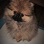 Gracie Lynn is registered to the contest to win money with this photo: puppy, dog, pomeranian, fluffy, cute, pet, animal, indoor, small_dog, fur, face, looking_up, adorable, companion, domestic_animal, young_dog, cute_pet, sitting, brown_fur, closeup
