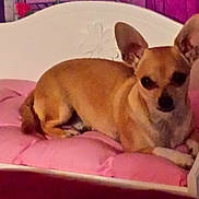 Piper is registered to the contest to win money with this photo: canidae, carnivore, chihuahua, comfort, companion_dog, corgi_chihuahua, dog, dog_bed, dog_breed, dog_supply, ear, fawn, paw, puppy_love, russkiy_toy, snout, sporting_group, toy_dog, whiskers, working_animal