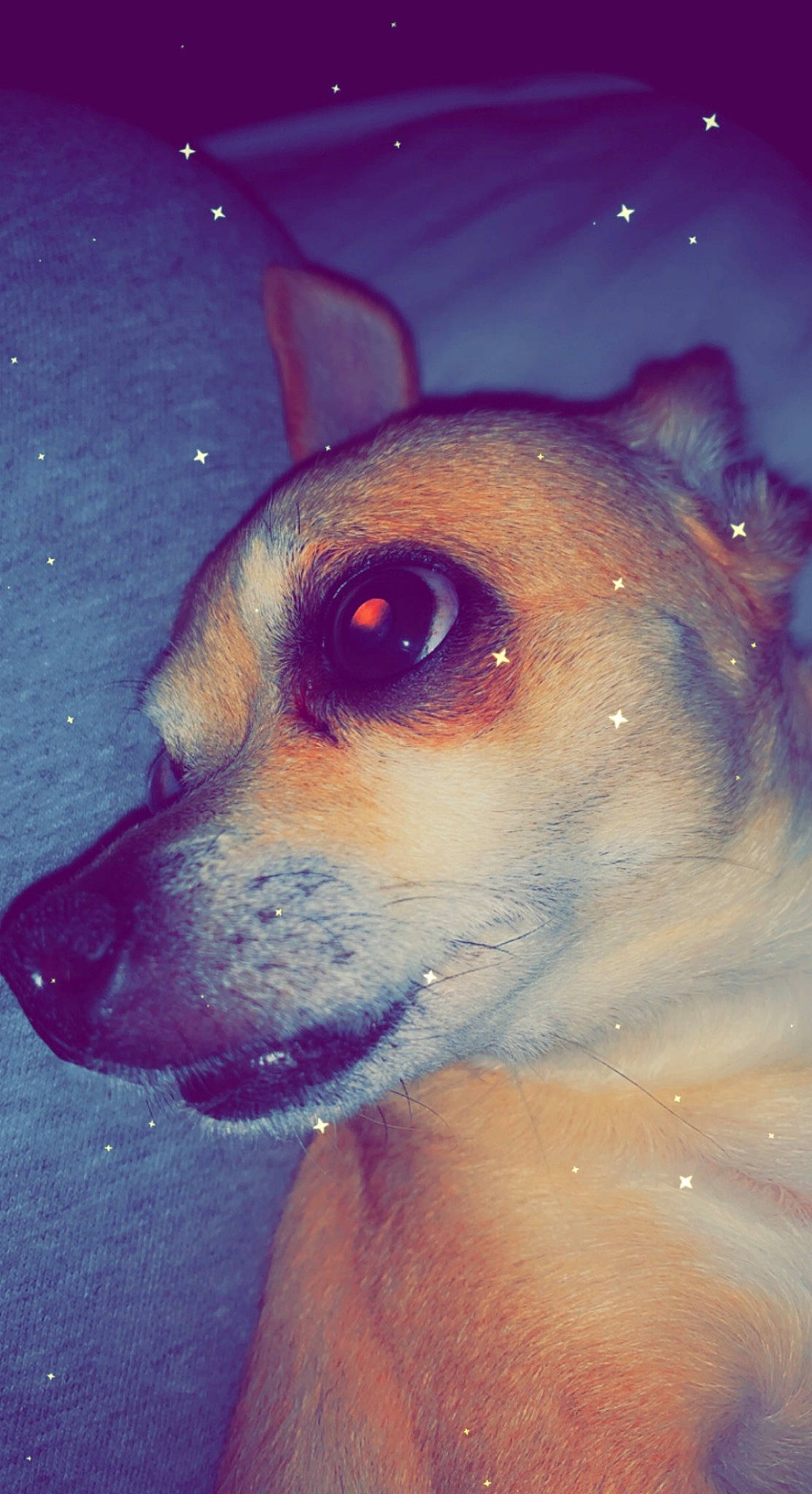 Piper is registered to the contest to win money with this photo: ancient_dog_breeds, art, canidae, carnivore, companion_dog, dog, dog_breed, drawing, fawn, fur, happy, jaw, painting, snout, sporting_group, street_dog, terrestrial_animal, whiskers, working_animal, working_dog